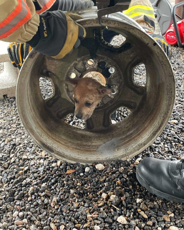 Free at last: Puppy stuck in tire rim heard crying and whimpering