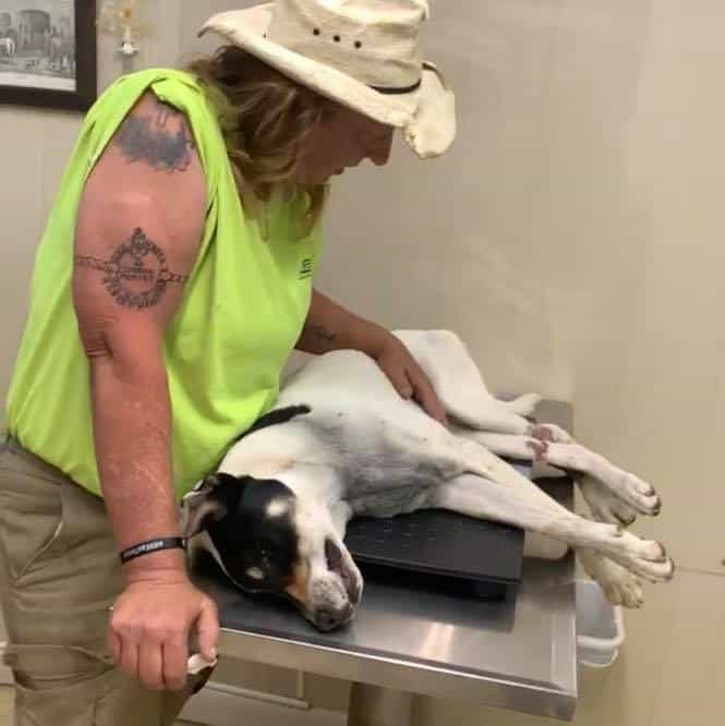 Dog left with no food or water at abandoned home for days with his legs wrapped in chains