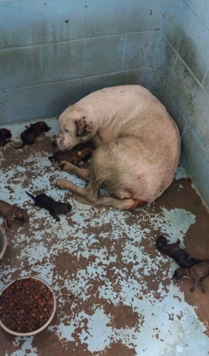 Heartbreaking viral photo of shelter dog with her newborn puppies has rescuers rallying to help