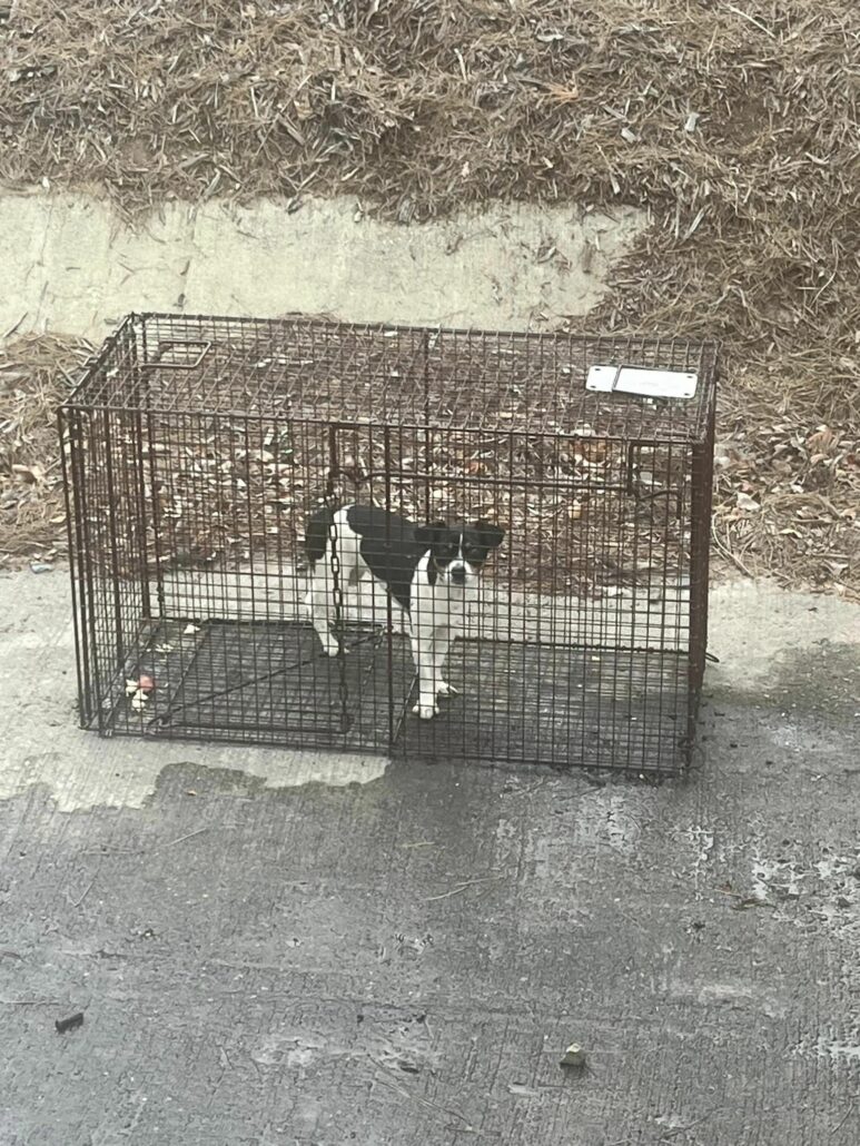 freeway-dog-1-773x1030-1