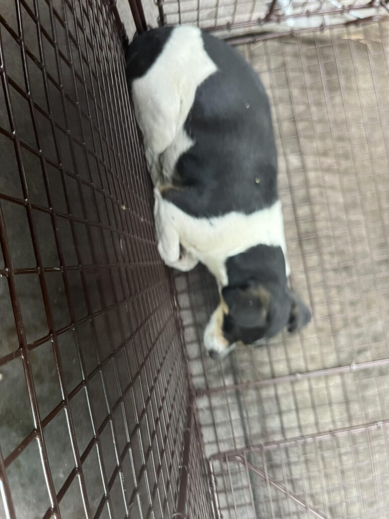 freeway-dog-2-773x1030-1