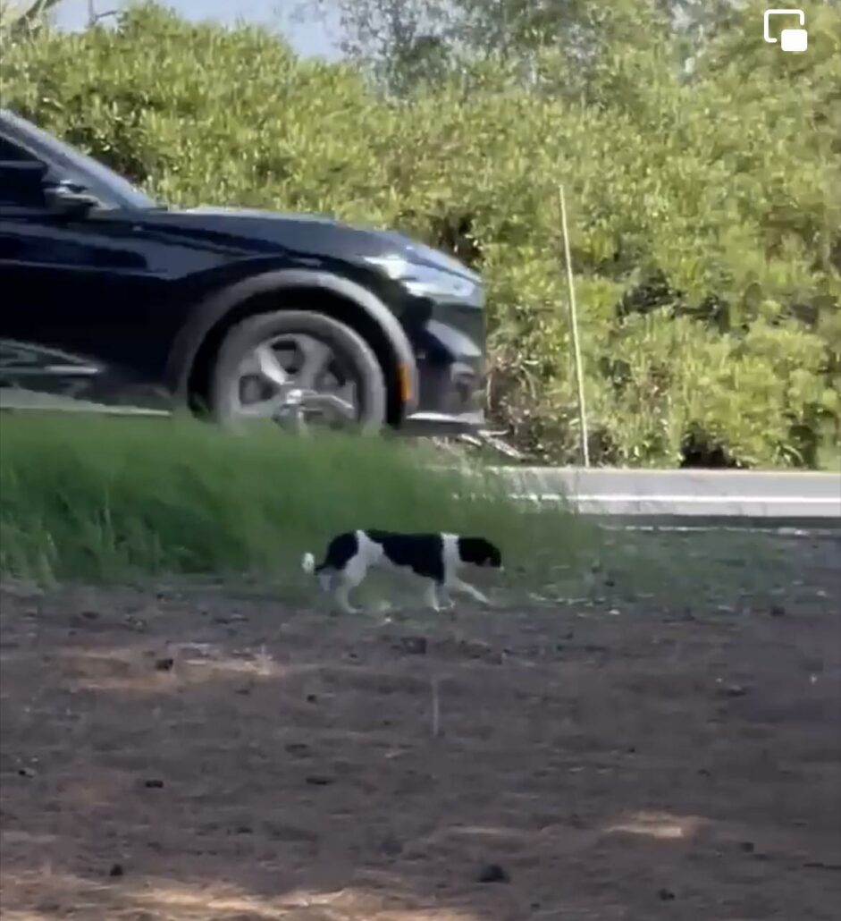 freeway-dog-4-941x1030-1