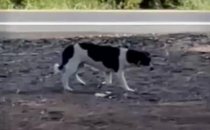 Heartbreaking: Abandoned dog waited at the freeway entrance for her owner to return