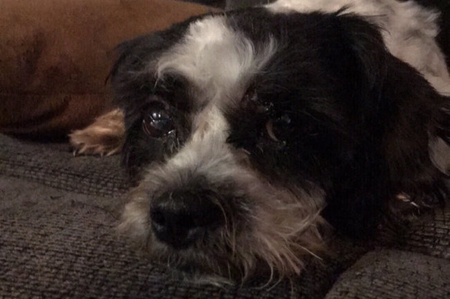 Adorable shaggy pup thrown out of car on busy Portland highway