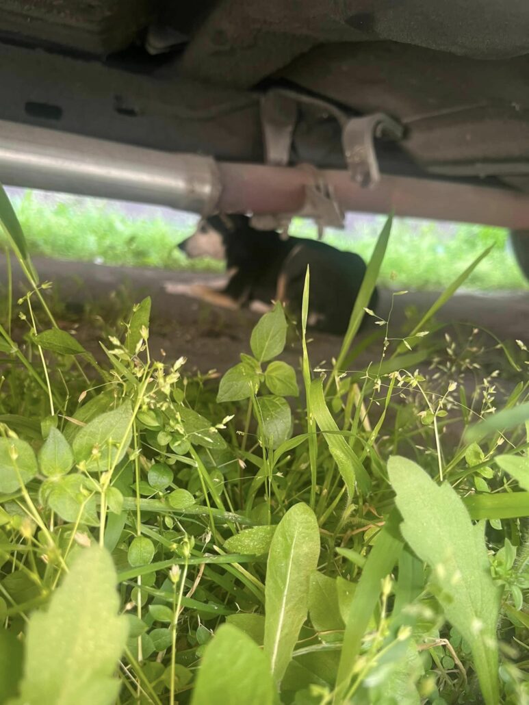 freeway-ramp-pups-4-773x1030-1