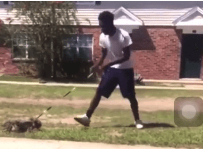 french-bulldog-being-swung-on-leash