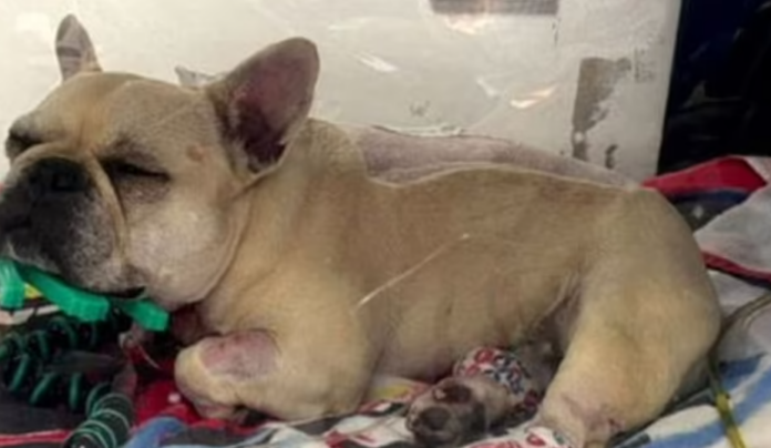 Owners of French bulldog spent $37,000 to save dog’s life