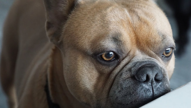 Dog breeder performing C-sections on dogs sentenced to probation