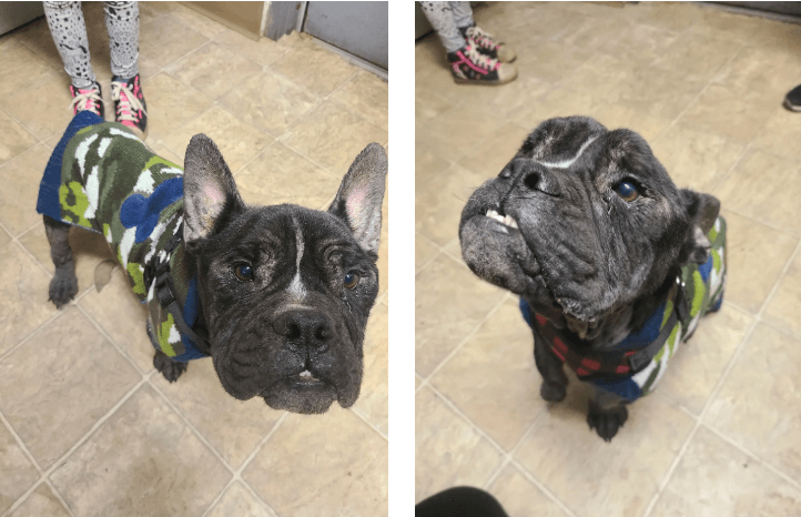 frenchie-found-1-1