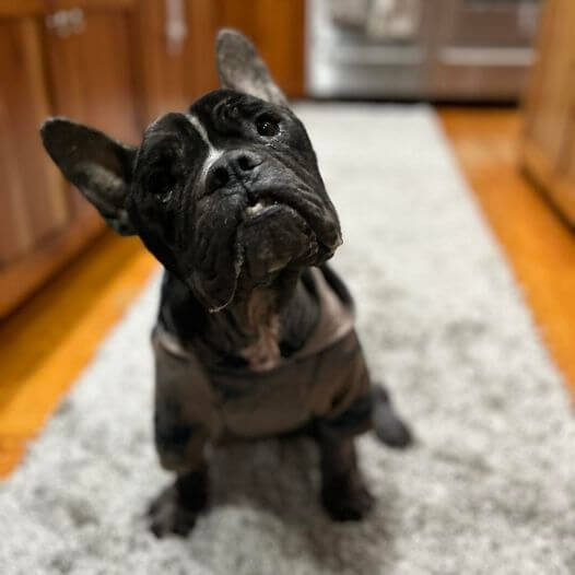frenchie-found-2