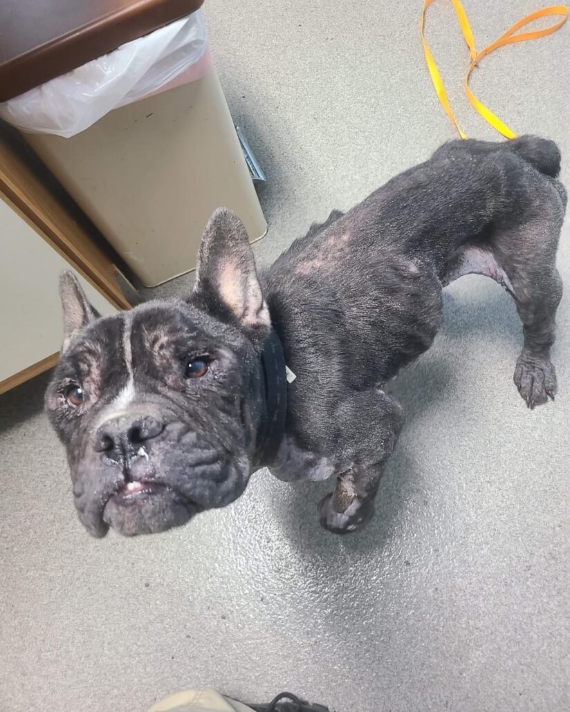 frenchie-found-3-824x1030-1