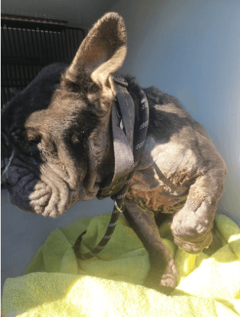 Emaciated French bulldog abandoned on the side of road in Naugatuck