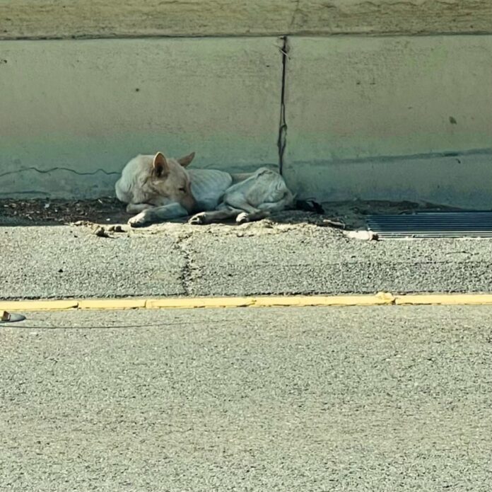 Dog spotted lying motionless along Ventura freeway median turns out to be alive