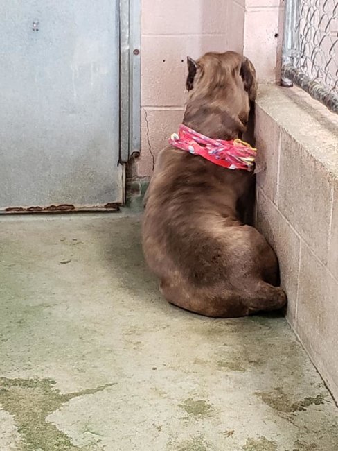 He’s blind and lost: Heartbreaking pup who just wants to be loved