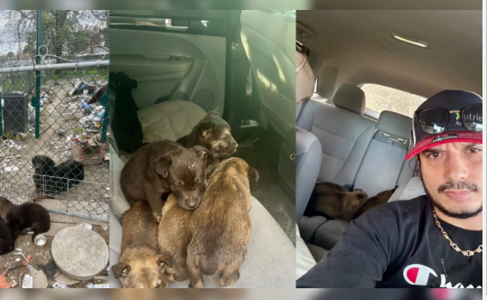 Fresno man faced eviction while fighting to foster 11 neglected puppies