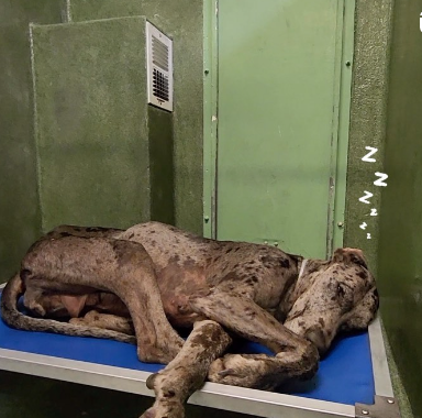 Senior Great Dane asleep at overcrowded shelter dreams of being home