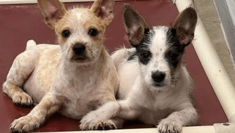 Bonded puppies hold paws at shelter