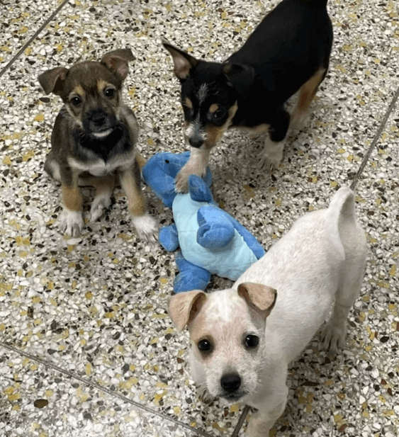 fritos-and-ruffles2