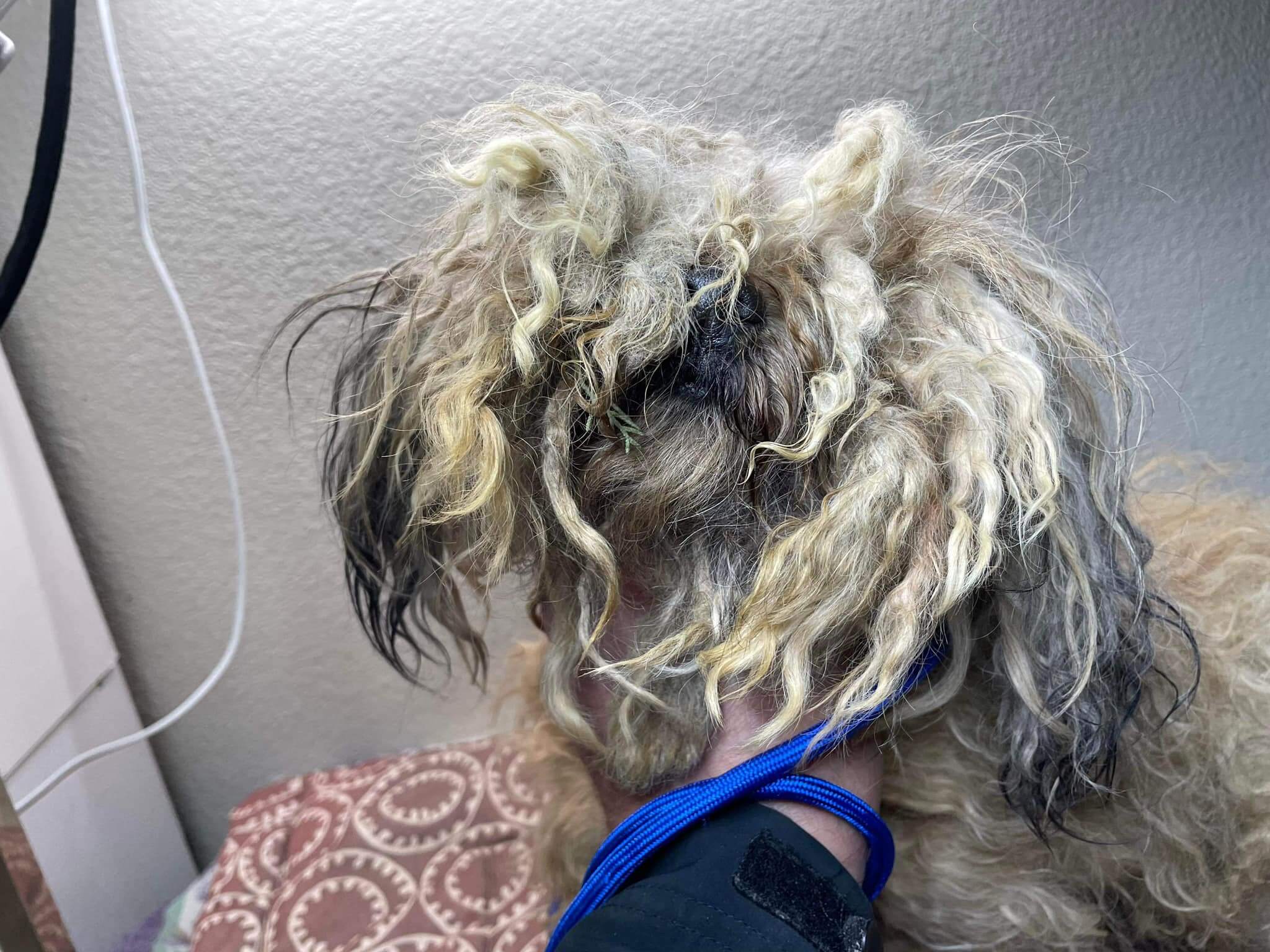 From a mess to his best as rescue organization saves abandoned pup trying to stay alive in Redlands desert