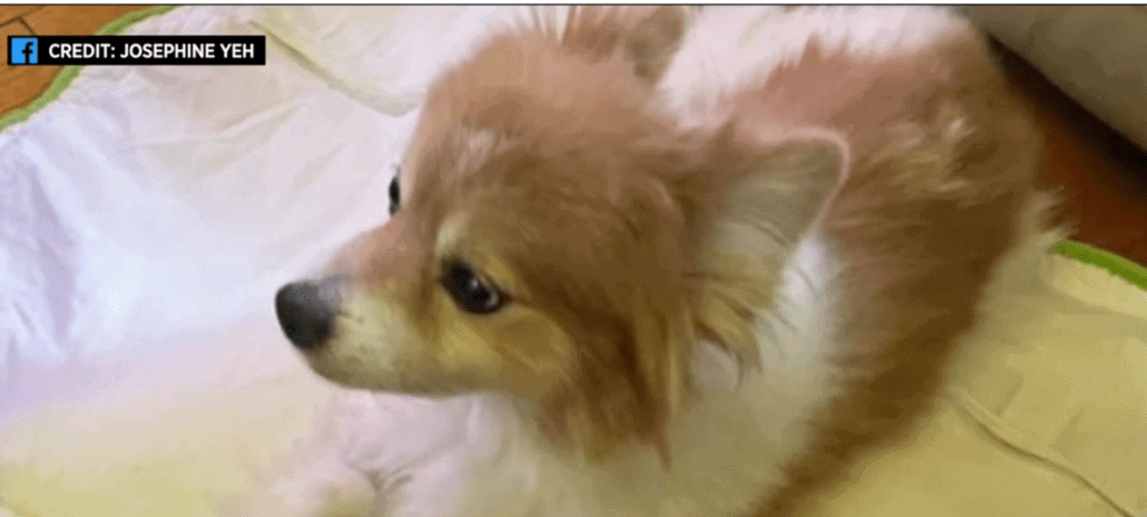 front-porch-dog-main-1030x465-1