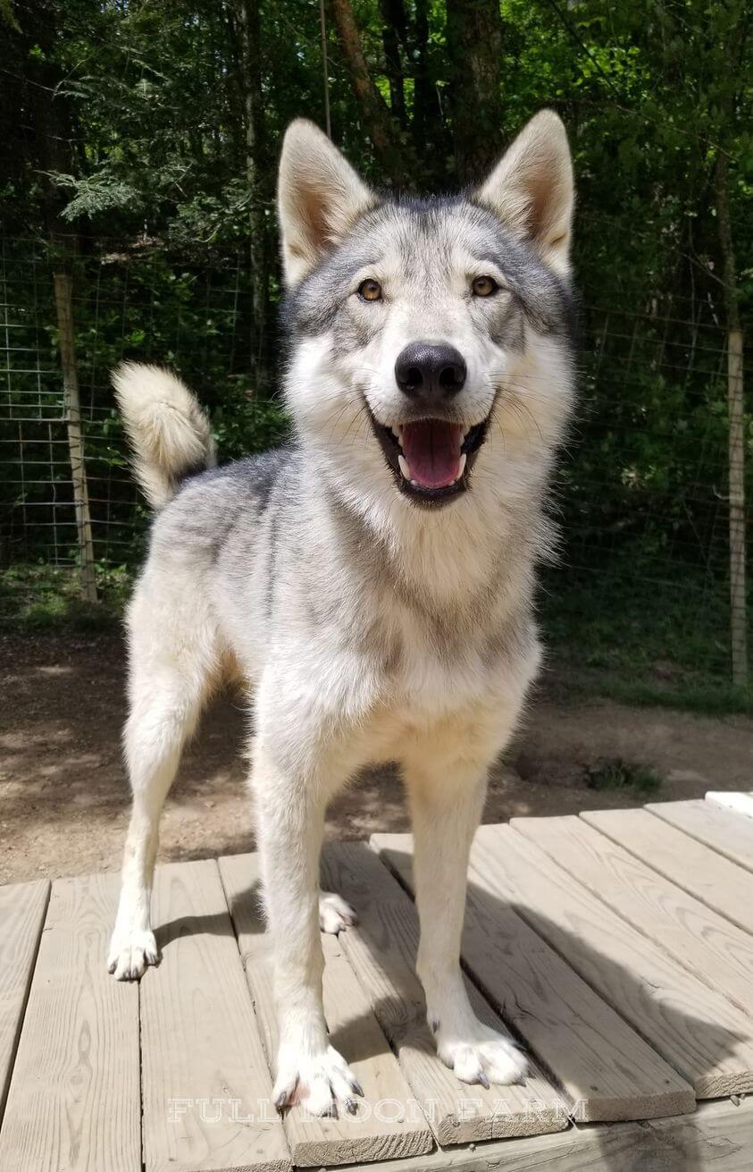 FEMA funding denied to local animal sanctuary after TS Fred flooding