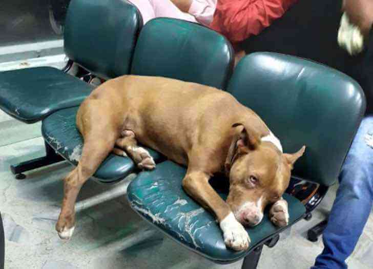 Stray dog wanders into small Colombia hospital because he had stomach pains