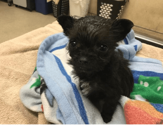 One-pound puppy dumped into Jurupa Valley dumpster