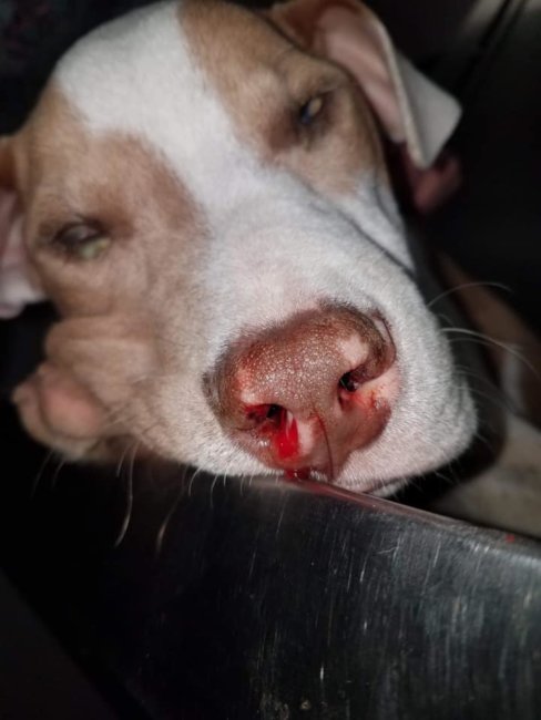 Puppy thrown out of car and stayed on road unable to use his legs