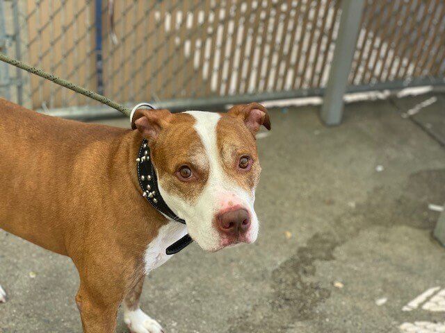 After 8 years as loyal family pet owner left dog death sentence because he was ‘too big’