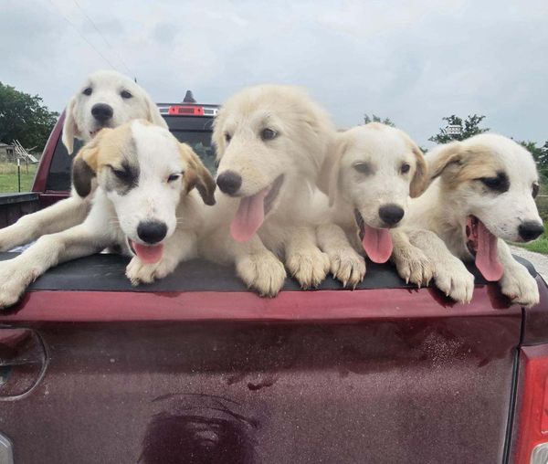 Six Pyrenees puppies left duct taped in box and left to die along road