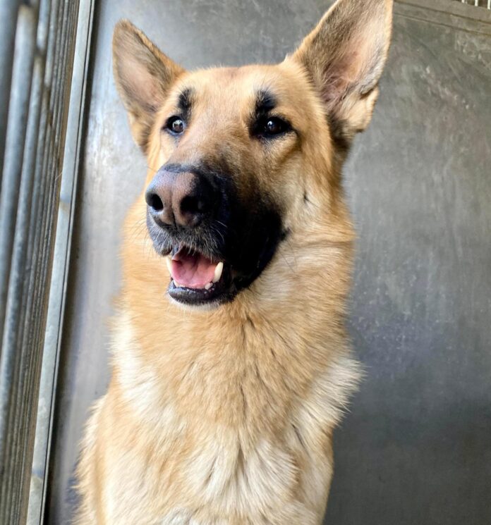 Regal gentleman German shepherd listed as ‘code red’ and ‘past due’ at crowded California shelter