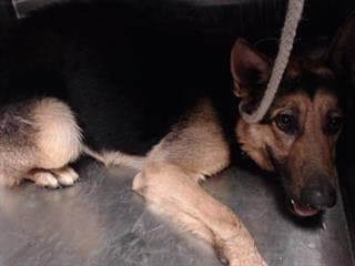 Scared young shepherd at California shelter given 72-hours to find a new home
