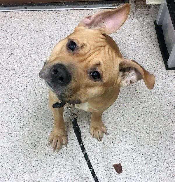 UPDATE: One last hope to rescue ‘Gadget’ who is slated to die today at Manhattan’s animal shelter