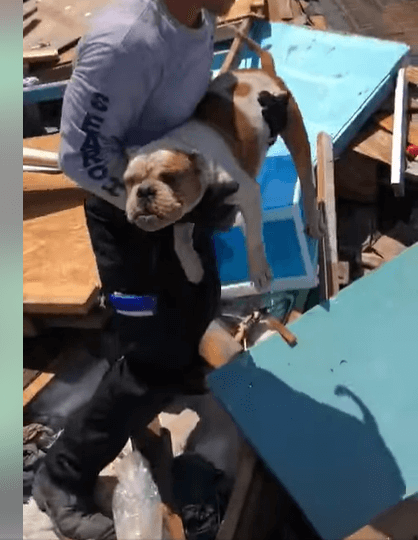 Firefighters rescue dog in Bahamas trapped in rubble after hurricane