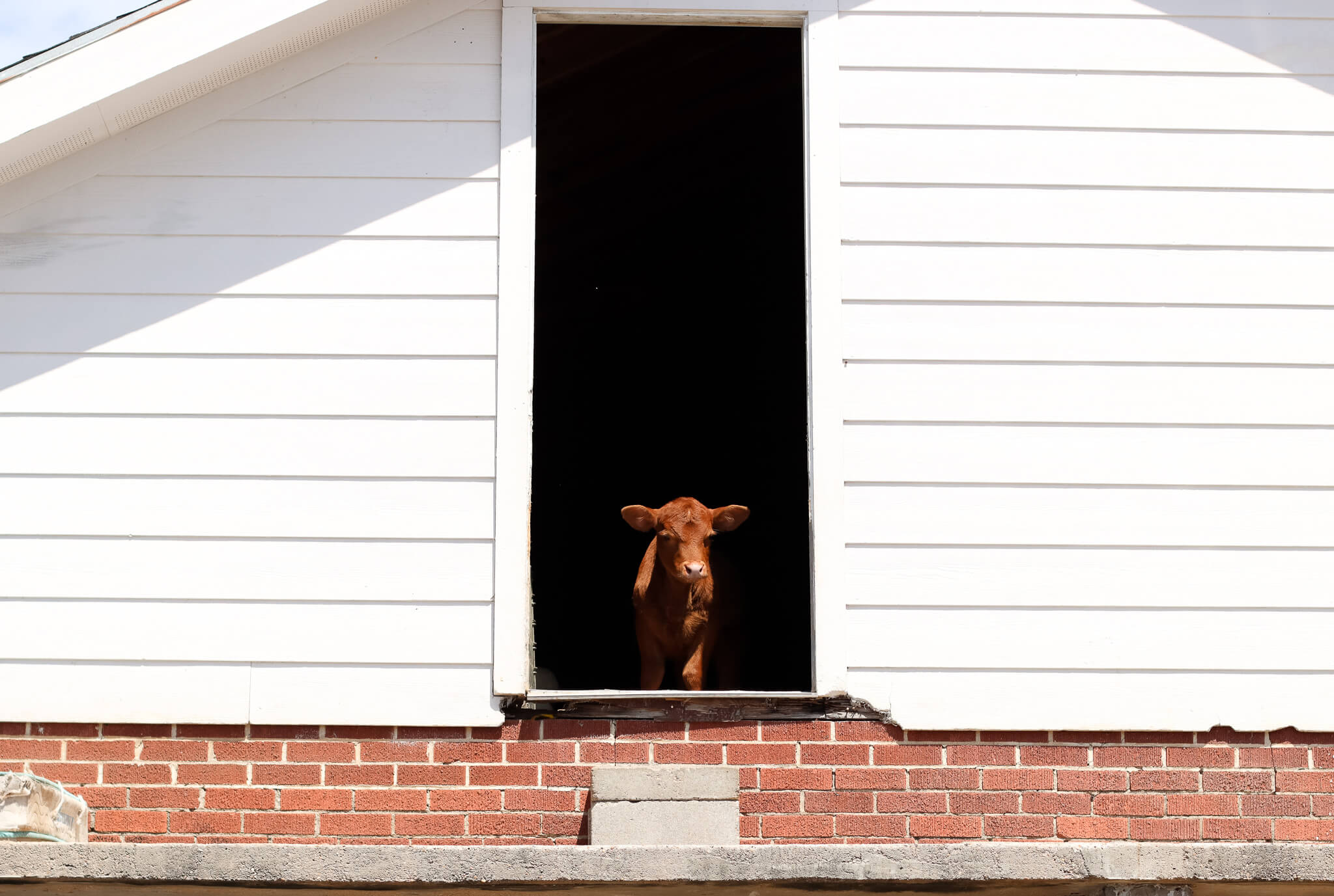 Calf found on second floor of trash littered home along with 80 more animals rescued by SPCA Houston