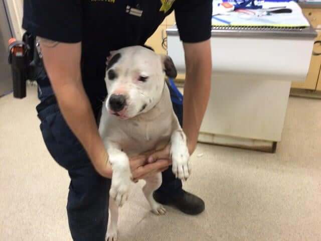 Owners failed their dog going through divorce after dumping their pup at high kill shelter