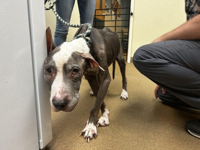 Who does this? 16-year-old dog finally able to break free from awful neglect