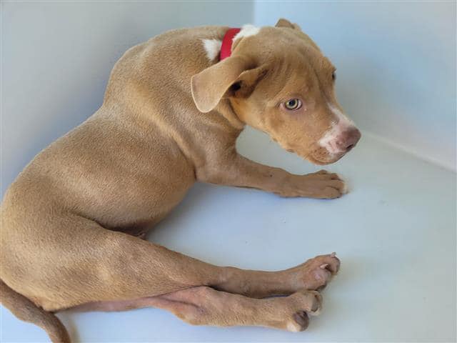 Puppy born different dumped behind a bayou but we think he’s beautiful and help is here