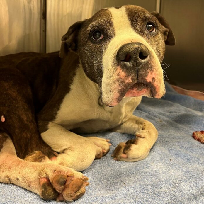 Best old guy ever: Found curled up in tight ball on someone’s porch hiding from wind