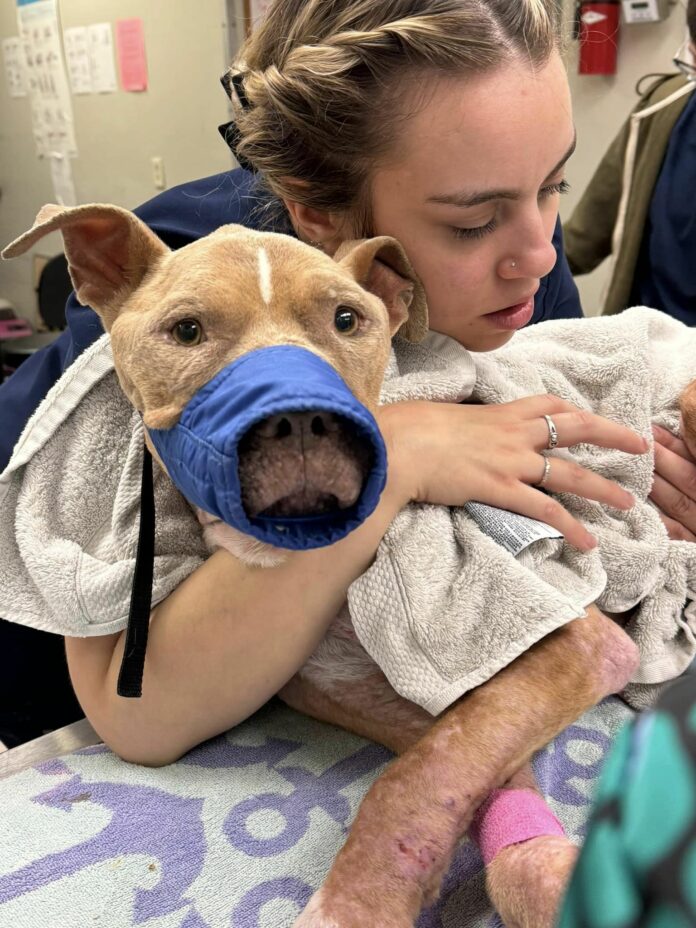 UPDATE: Dog intentionally left to starve in owner’s backyard shares his first day of his new life with us