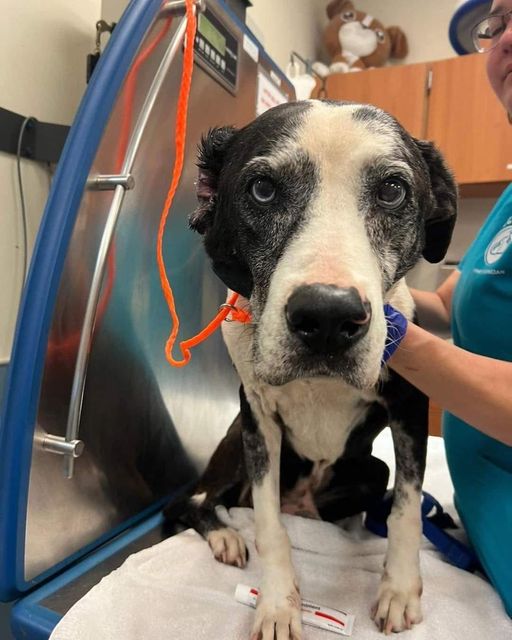 12 year old senior Lab hoped someone was coming to adopt him and now his time is up