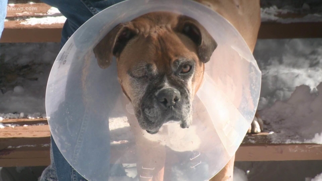 Colorado man uses survey stake to fight off mountain lion from killing his dog