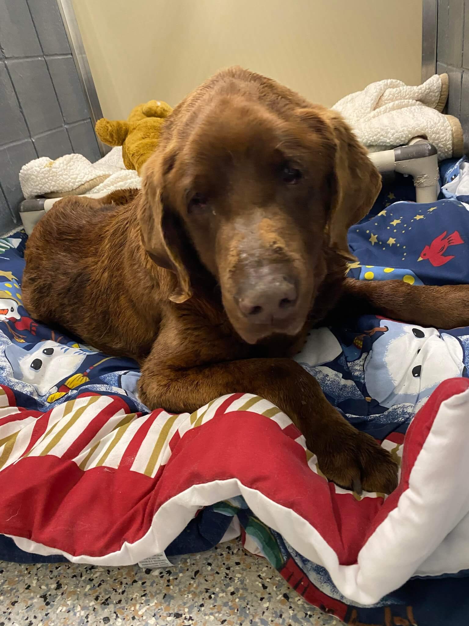 Saddest senior dog left tied to a pole at humane organization late Saturday night