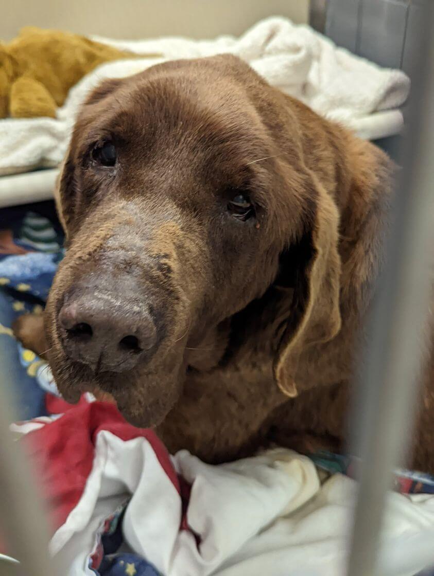 Update on ‘Gentle Ben’ saddest senior left tied to a pole at humane organization