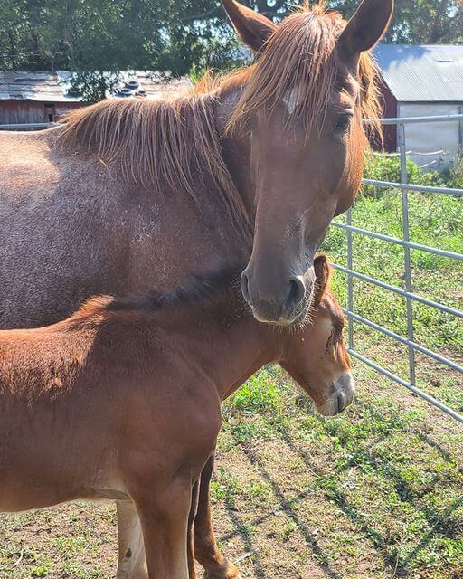 gentle-spirit-horses-rescue-1-1