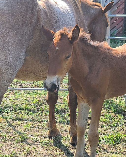 South Dakota horse rescue reunites 5-week-old filly with her mom after separated at auction