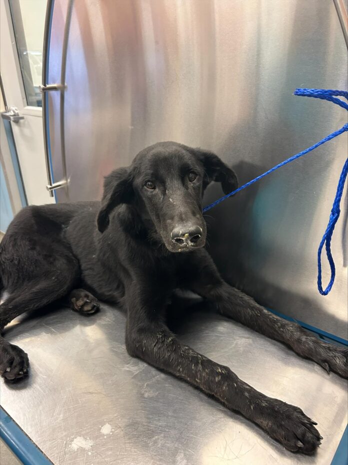 Not feeling well at all, Labrador retriever puppy at Miami shelter still holds out for cuddles