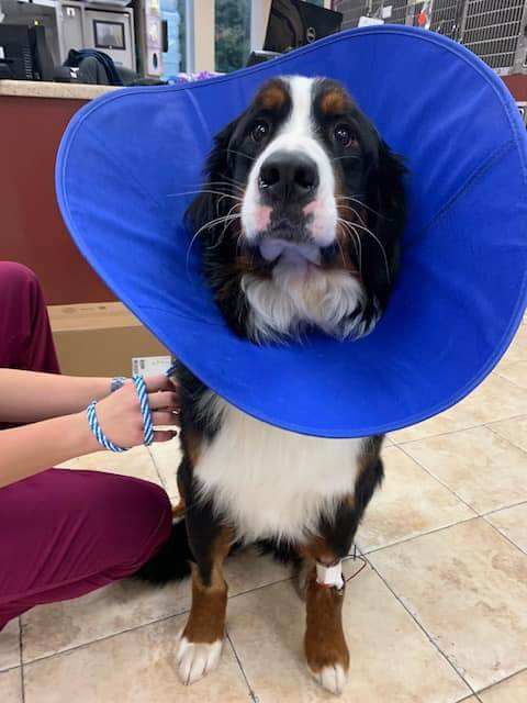 George burmese mountain dog