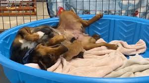 georgia-and-kittens-1-1