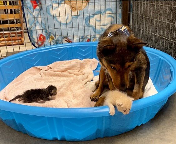 Rescued dog adopts orphaned kittens after her own puppies died